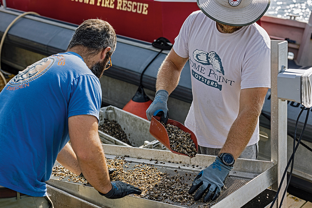Oyster farmers sort through small, new growth oysters by size to redistribute.