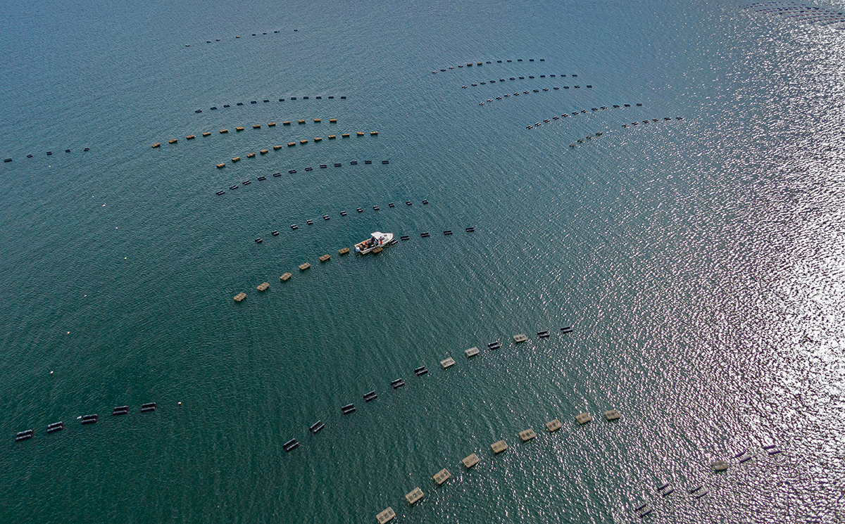 Aerial of oyster farming vessel among floating cages.