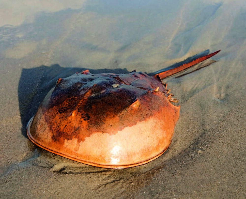 Horseshoe crab on the beach.