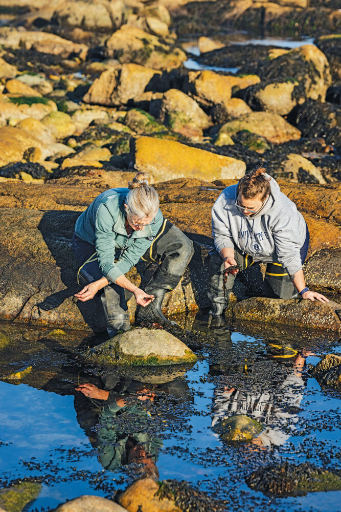 University of Rhode Island Professor Carol Thornber and URI Ph.D. candidate Rebecca Venezia studying seaweeds in the tidal pools.