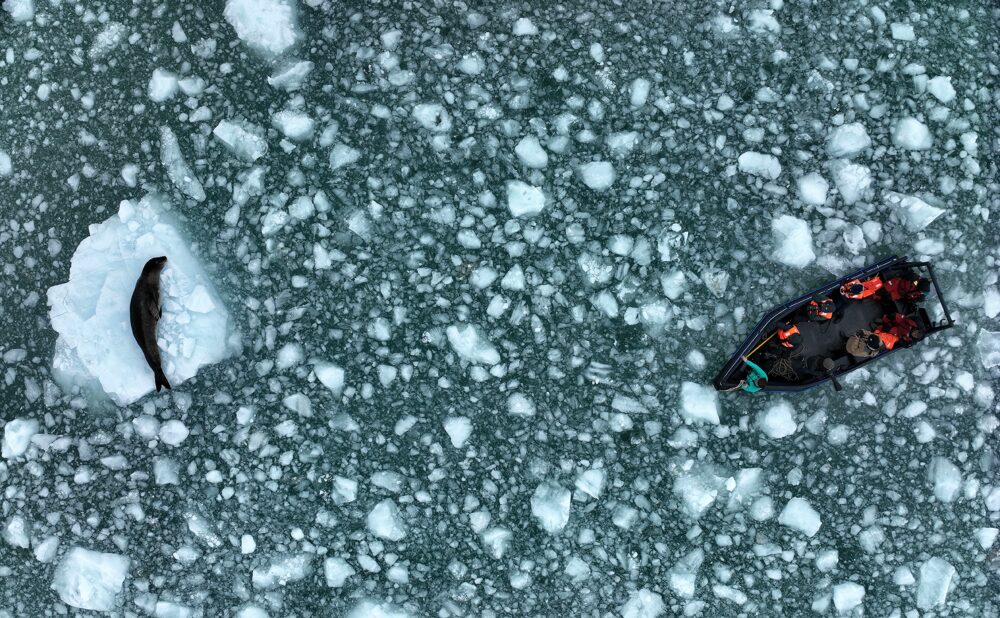Aerial view of a leopard seal rests on an iceberg in a sea of ice as researchers aboard a small skiff carefully approach.